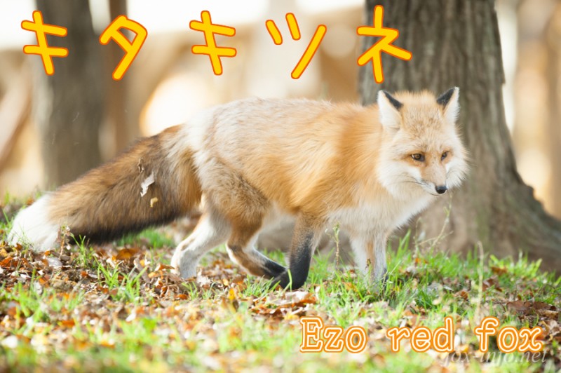 ezo_red_fox