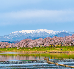 白石川堤 一目千本桜