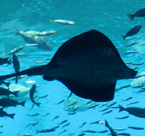 仙台うみの杜水族館